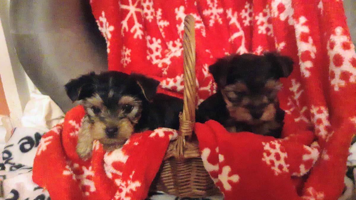 Yorkshire Terrier Puppies breeder image 7