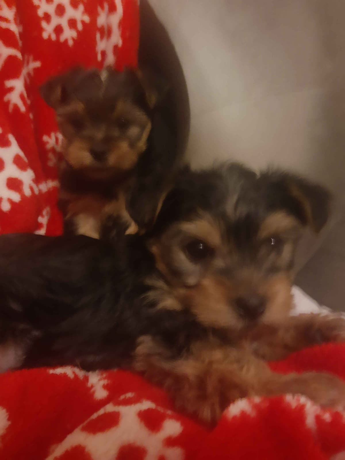 Yorkshire Terrier Puppies breeder image 8