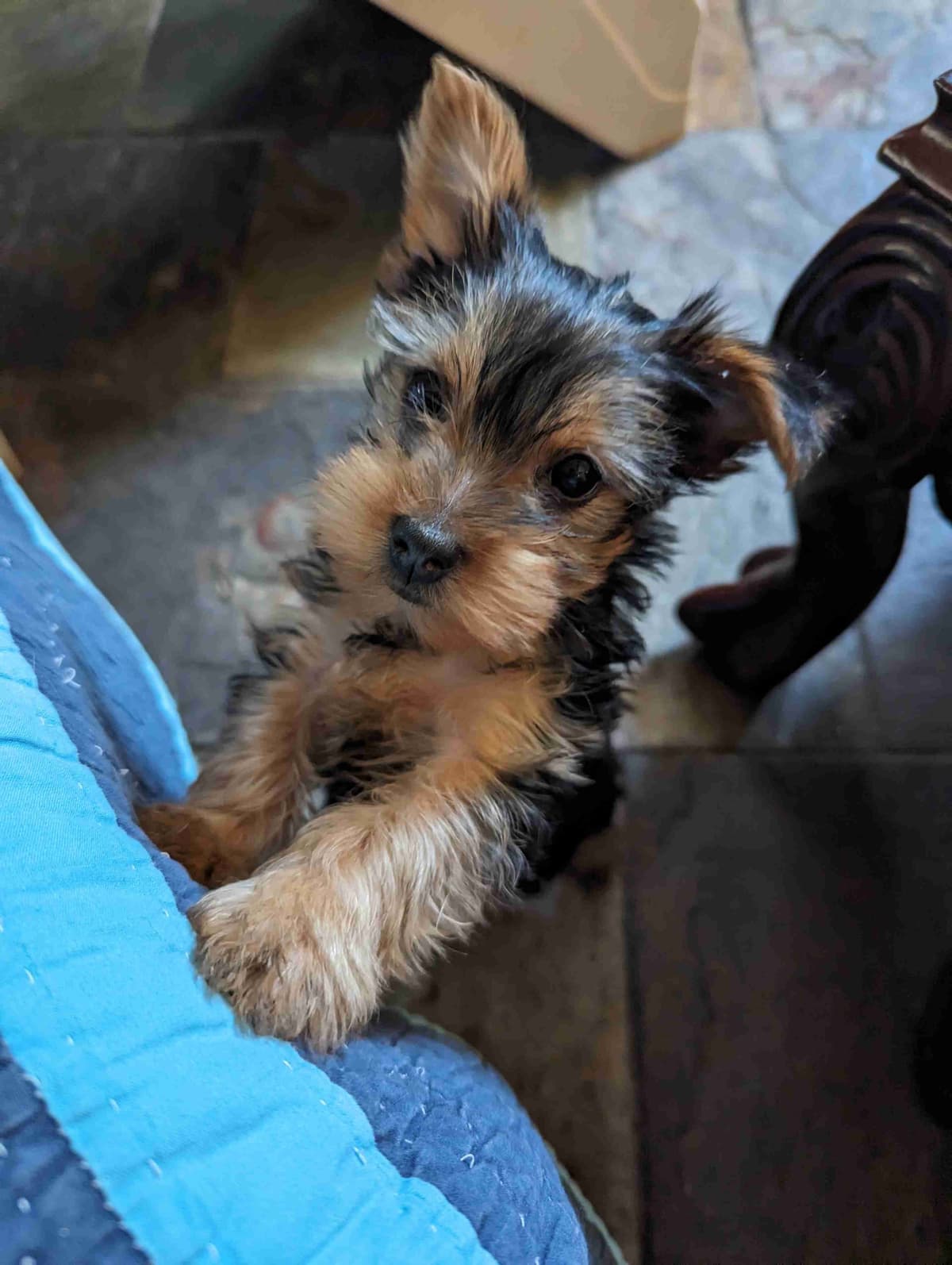 Yorkshire Terrier Puppies breeder image 4