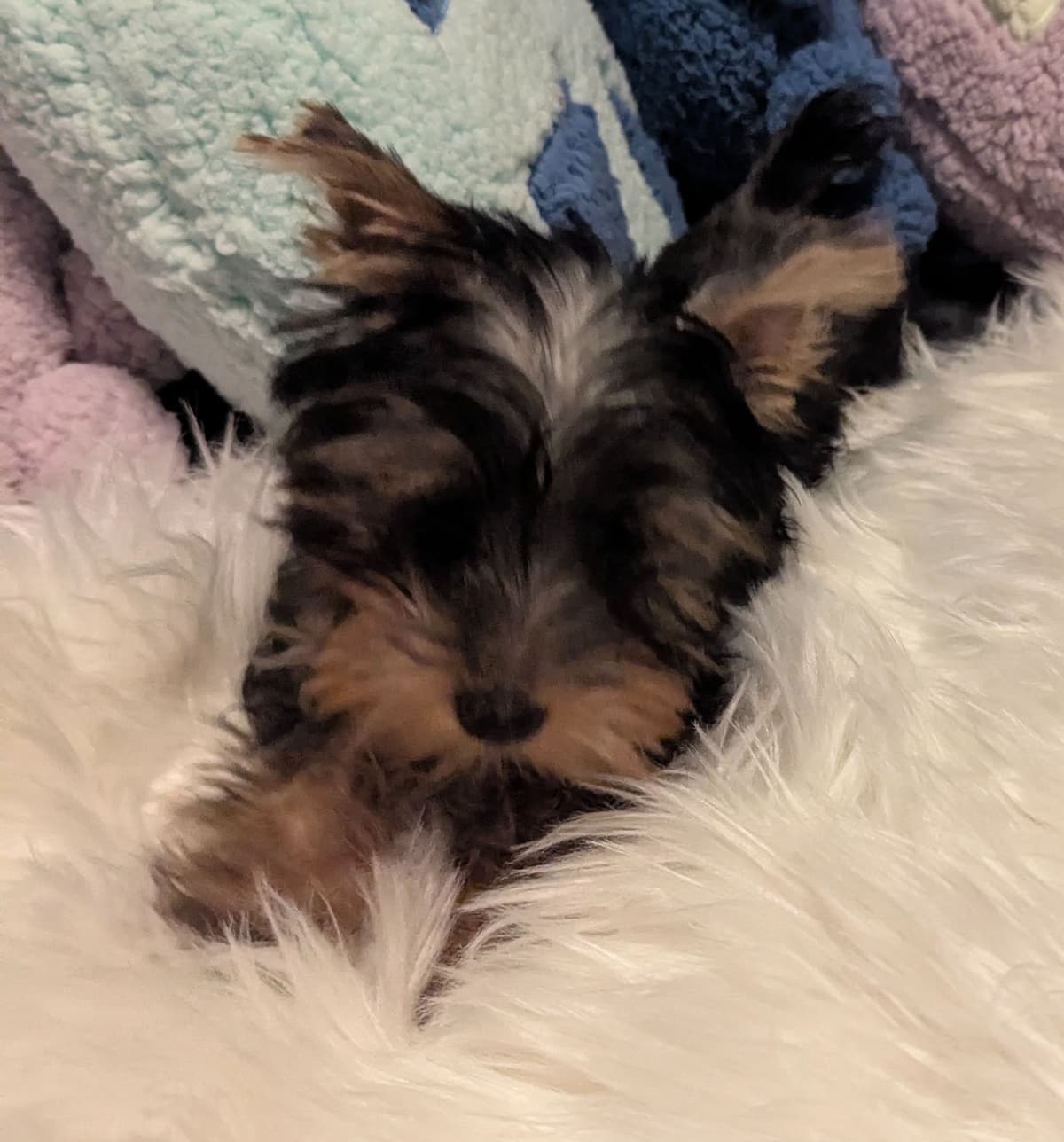 Yorkshire Terrier Puppies breeder image 9