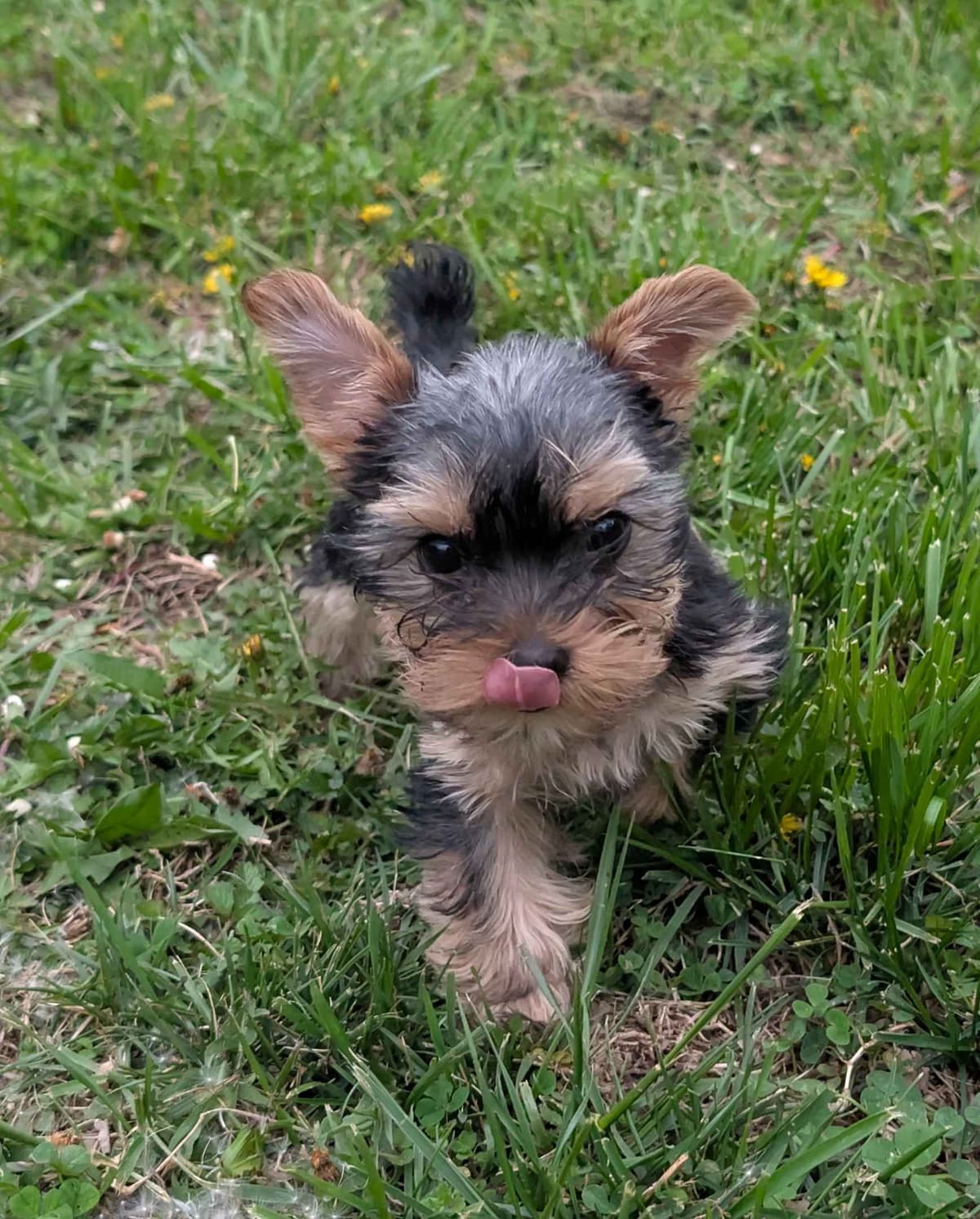 Yorkshire Terrier Puppies breeder image 2