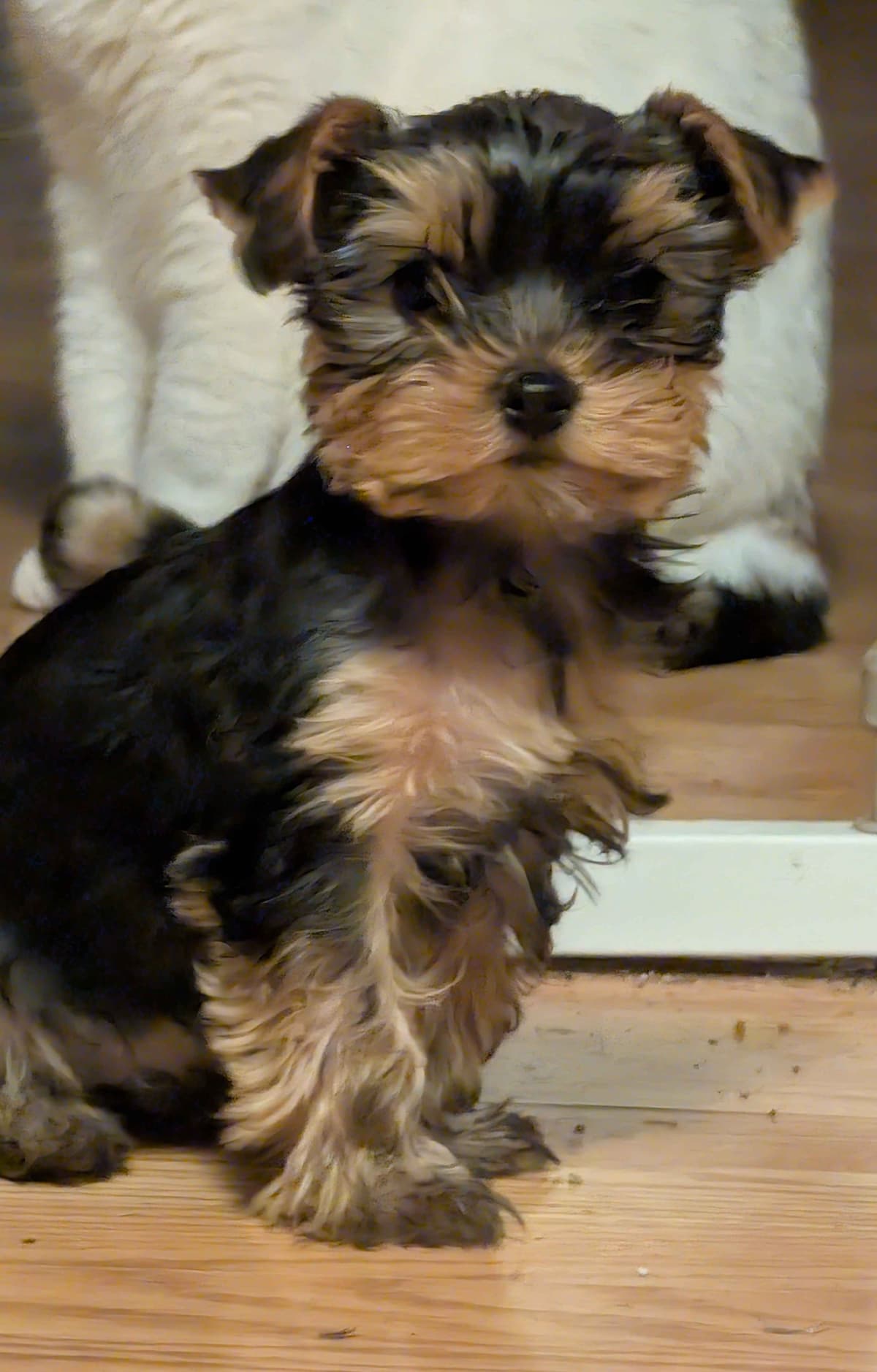Yorkshire Terrier Puppies breeder image 12