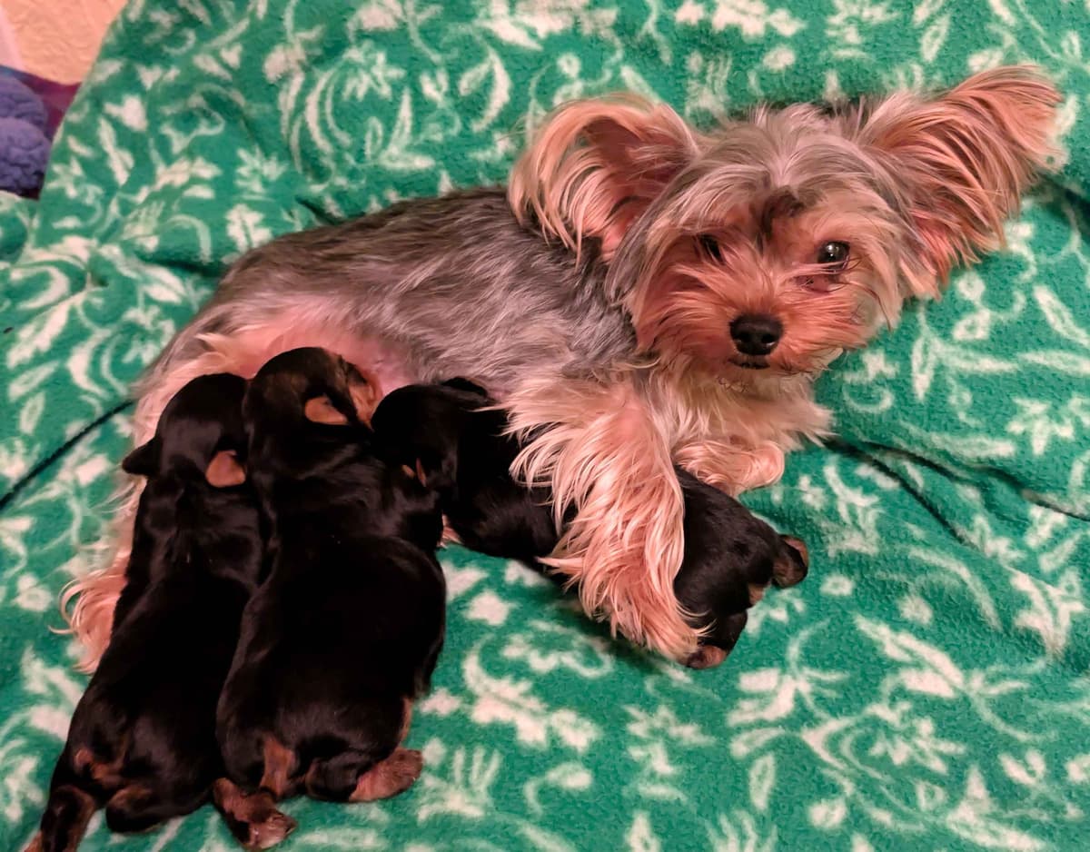 Yorkshire Terrier Puppies breeder image 10
