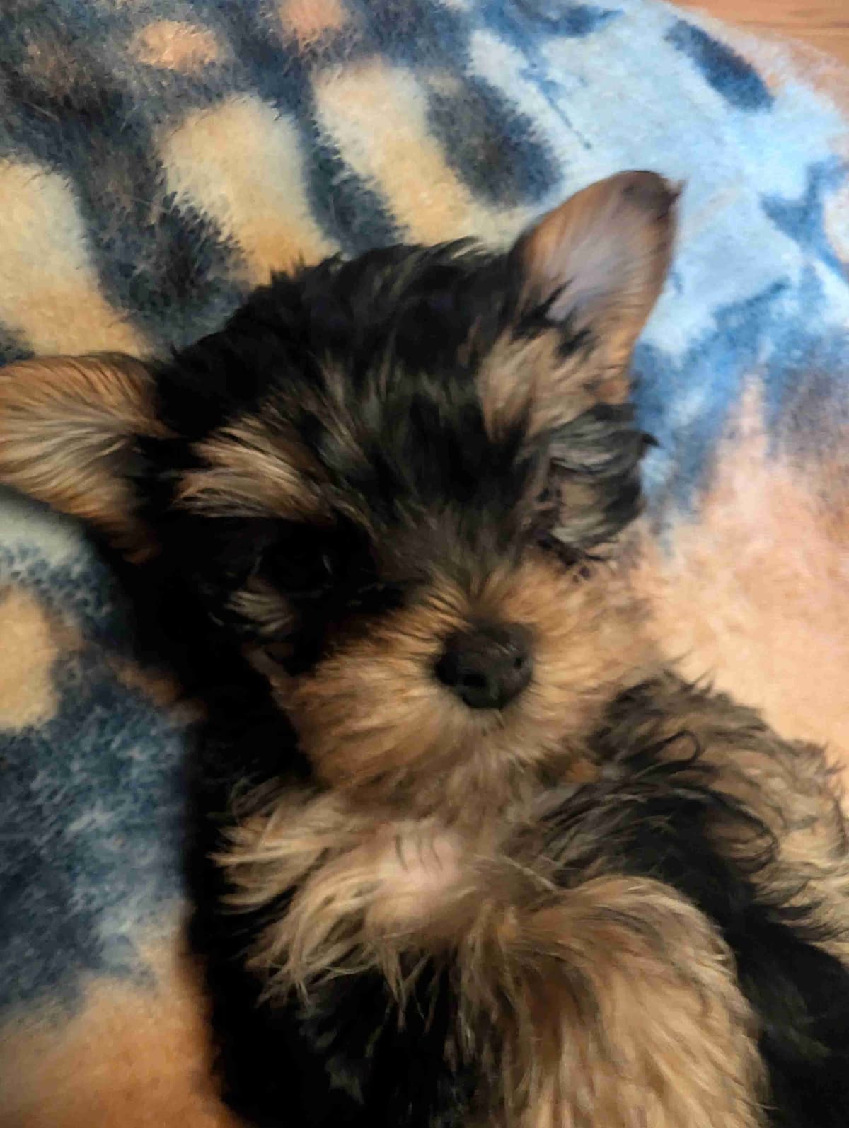 Yorkshire Terrier Puppies breeder image 11