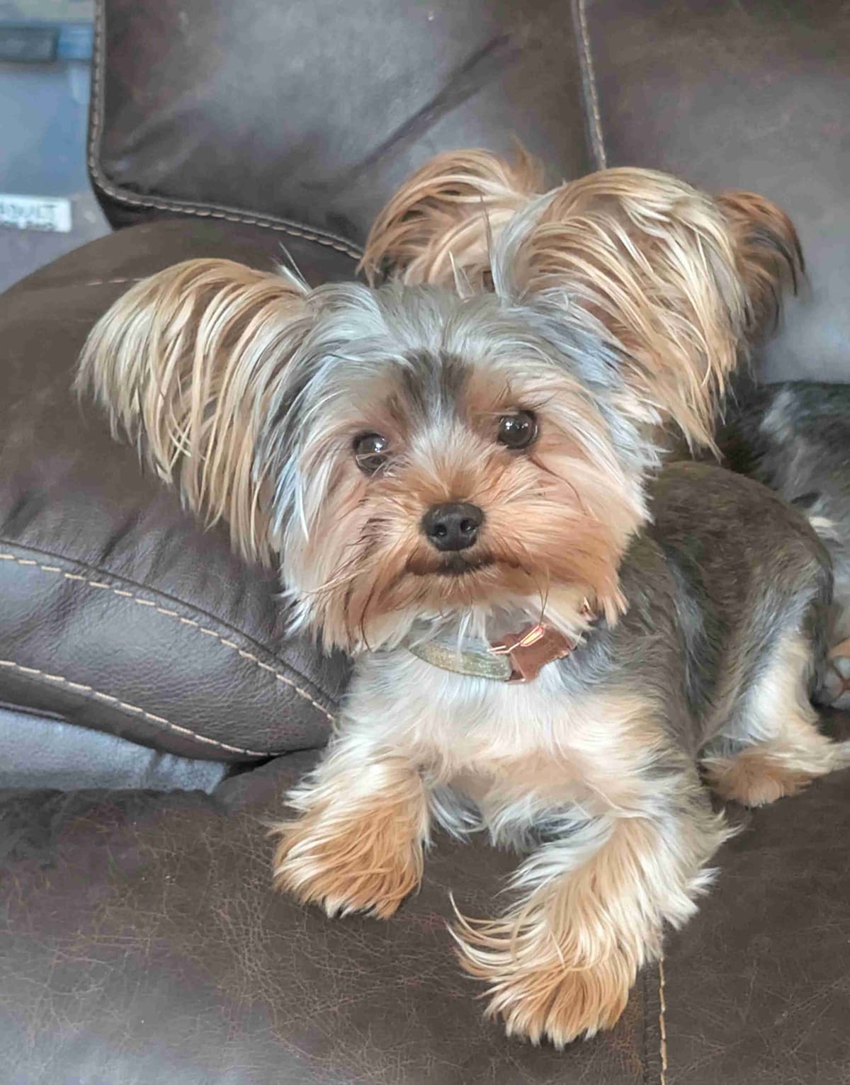 Yorkshire Terrier Puppies breeder image 1