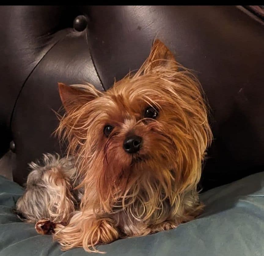 Yorkshire Terrier Puppies breeder image 3