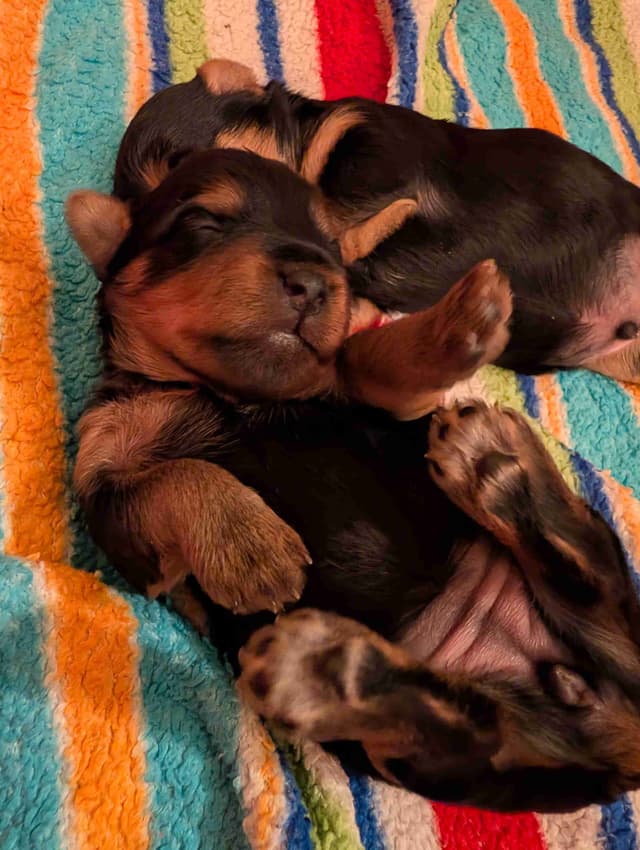 Yorkshire Terrier Puppies media 12