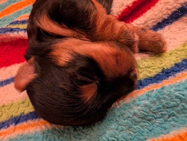 Yorkshire Terrier Puppies media 10