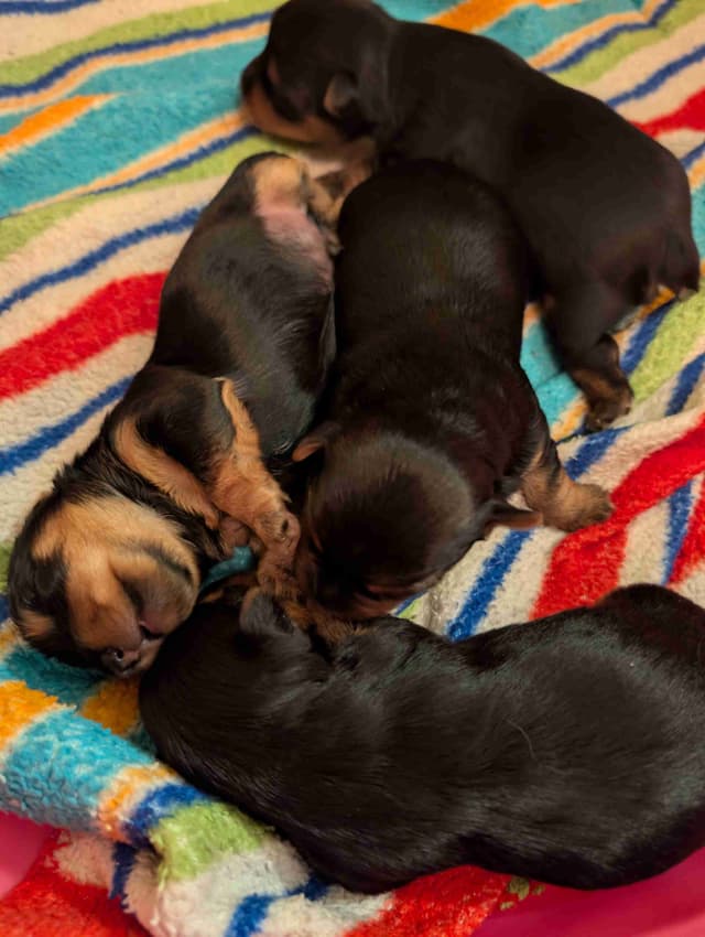 Yorkshire Terrier Puppies media 11