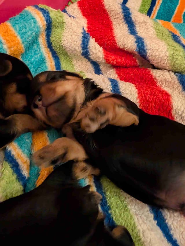 Yorkshire Terrier Puppies media 13