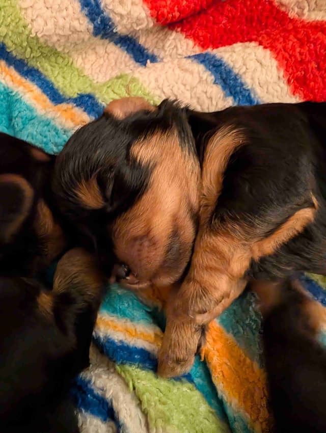Yorkshire Terrier Puppies media 14