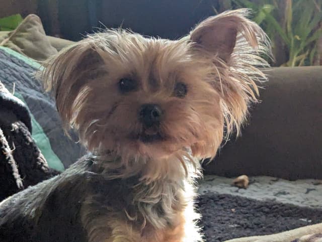 Yorkshire Terrier Puppies media 8