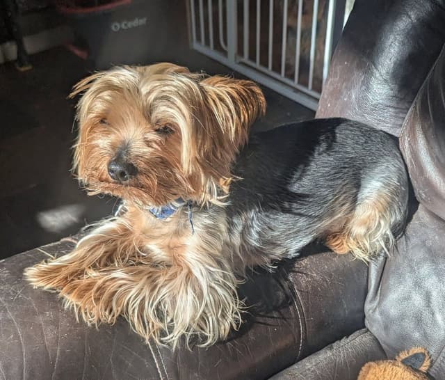 Yorkshire Terrier Puppies media 9