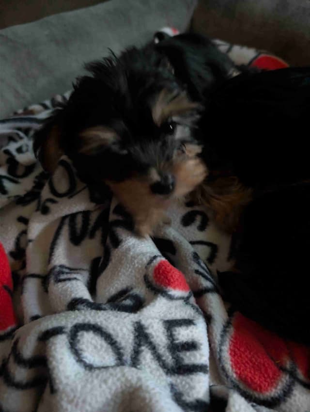 Yorkshire Terrier Puppies media 17