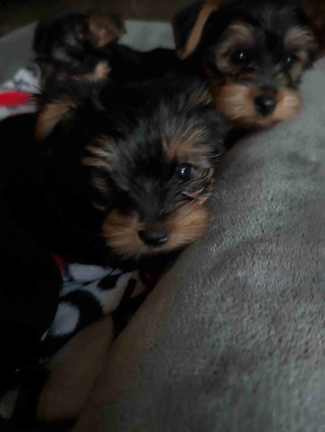 Yorkshire Terrier Puppies media 15