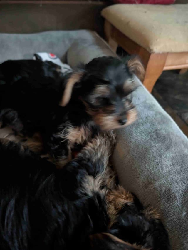 Yorkshire Terrier Puppies media 16