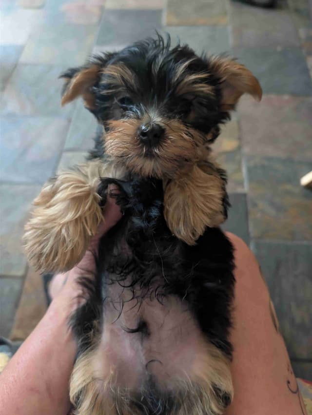 Yorkshire Terrier Puppies media 5