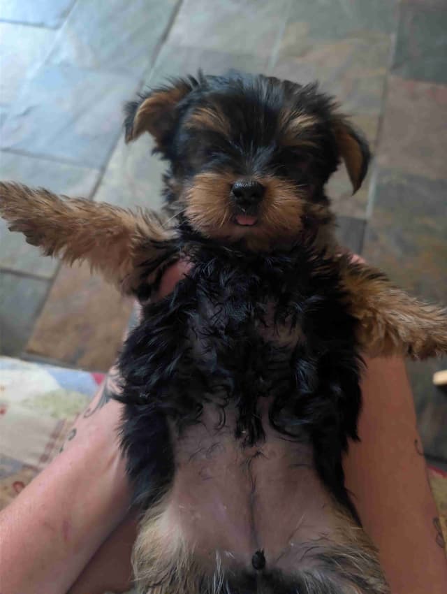 Yorkshire Terrier Puppies media 6
