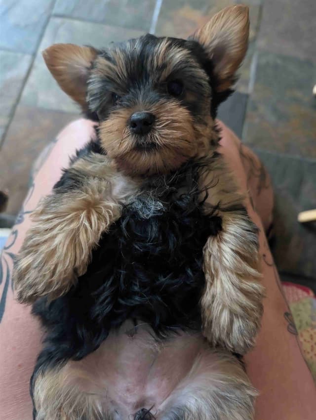Yorkshire Terrier Puppies media 7
