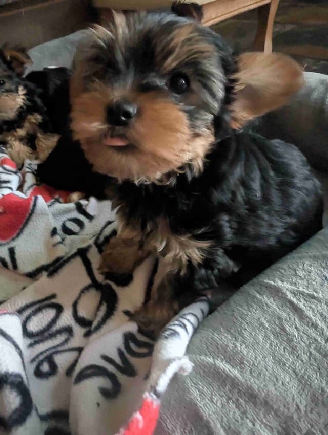 Yorkshire Terrier Puppies media 18