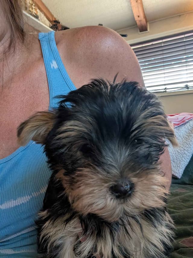 Yorkshire Terrier Puppies media 20