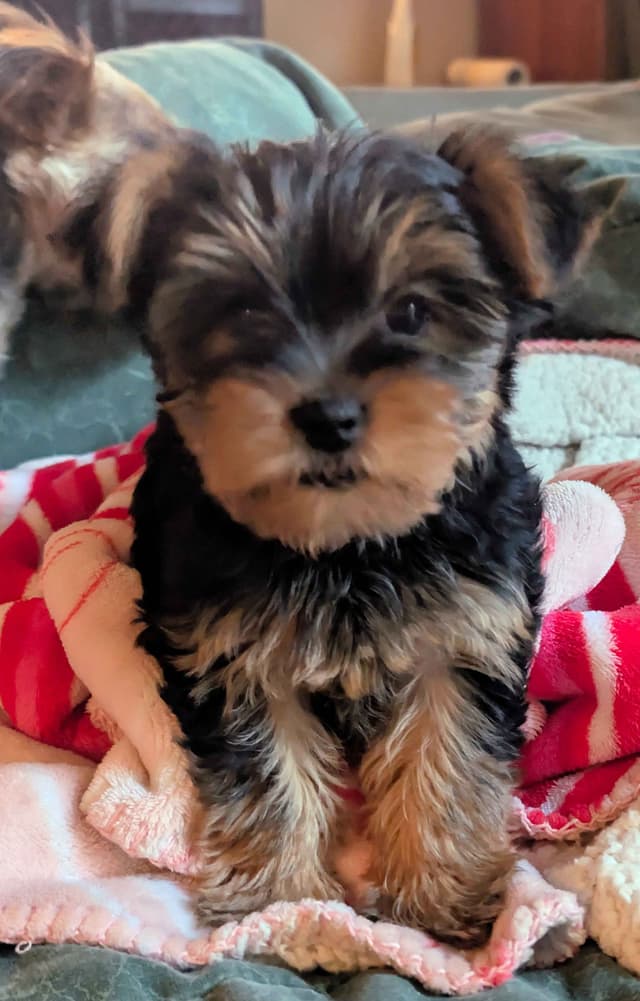 Yorkshire Terrier Puppies media 3