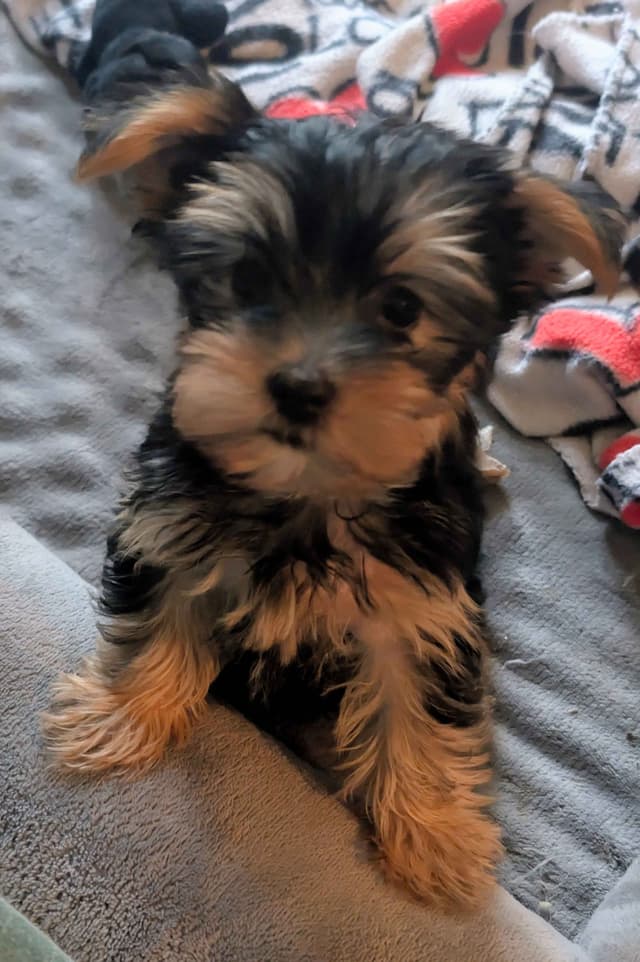 Yorkshire Terrier Puppies media 4