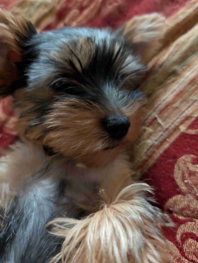 Yorkshire Terrier Puppies media 24