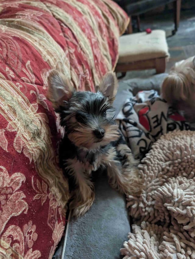 Yorkshire Terrier Puppies media 25