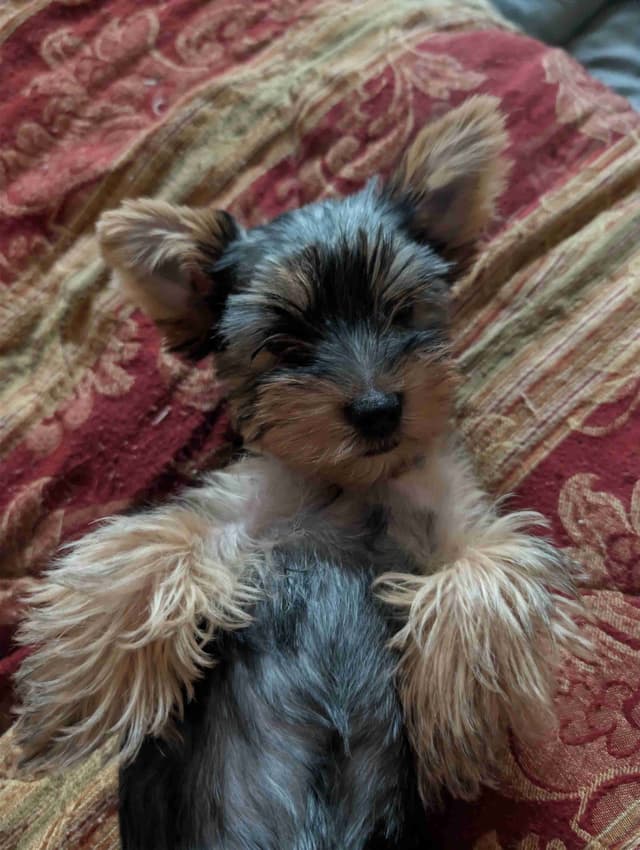 Yorkshire Terrier Puppies media 2