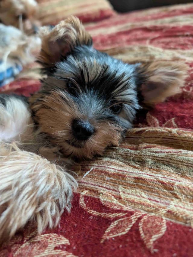 Yorkshire Terrier Puppies media 26