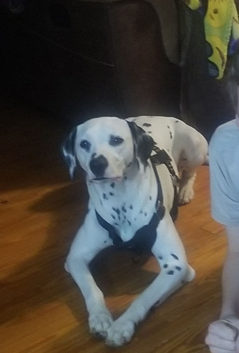 Dalmatian Puppies breeder image 1