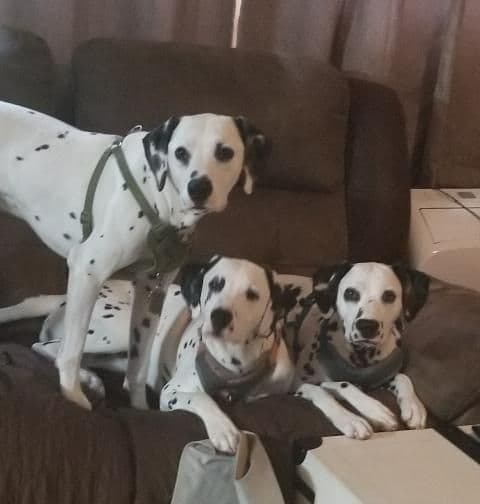 Dalmatian Puppies breeder image 4