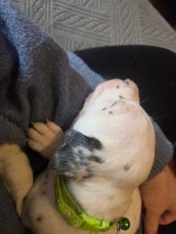 Dalmatian Puppies media 2