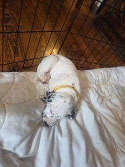 Dalmatian Puppies media 3