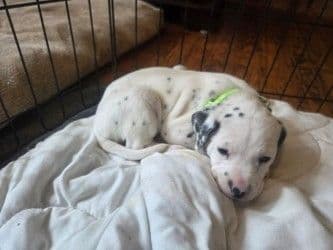 Dalmatian Puppies media 4