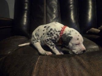 Dalmatian Puppies media 5