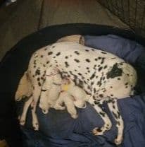 Dalmatian Puppies media 6