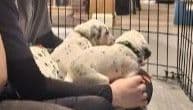 Dalmatian Puppies media 7