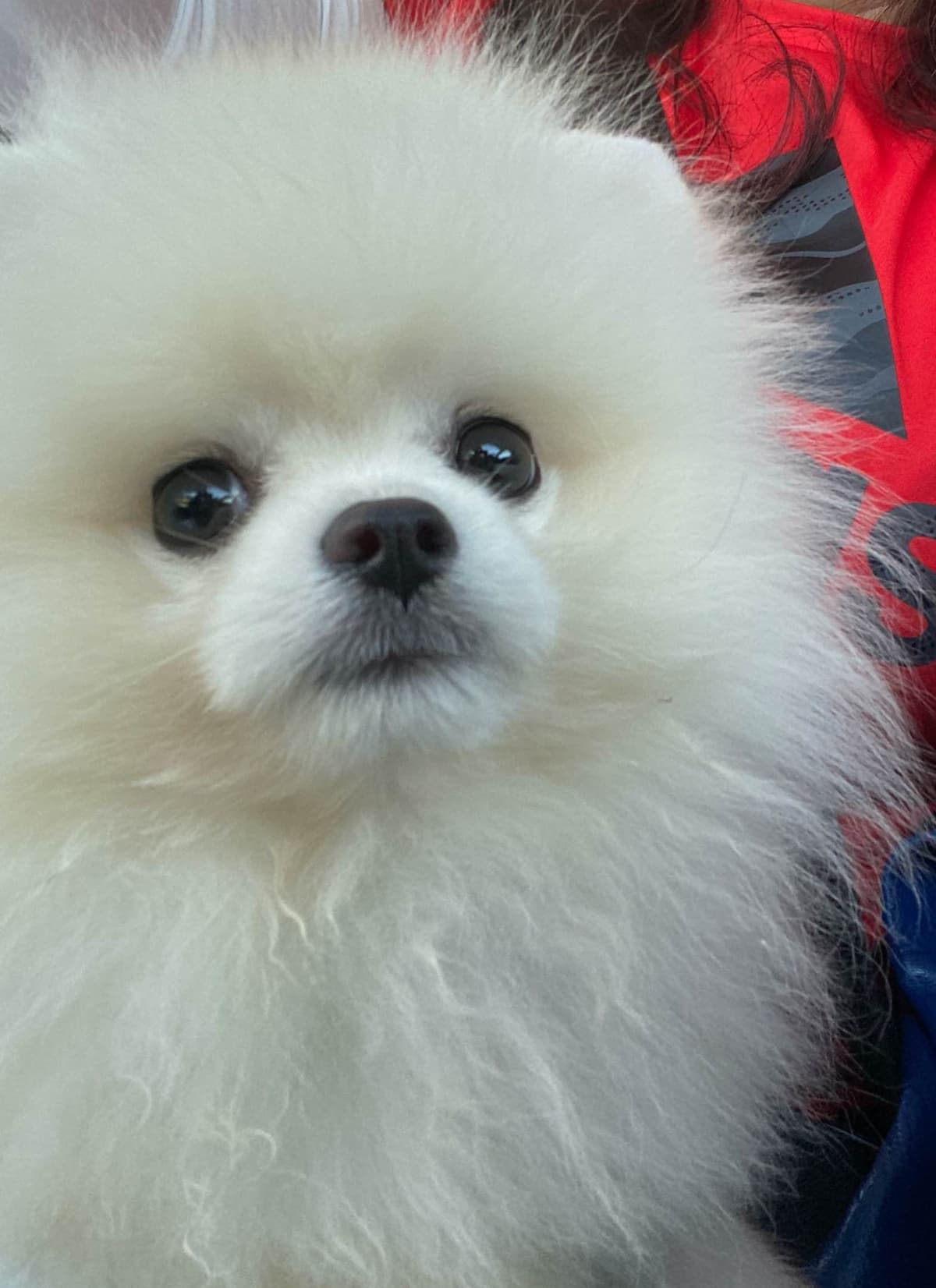 Pomeranian Puppies breeder image 2