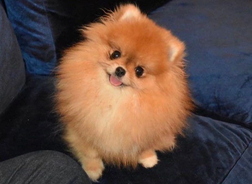 Pomeranian Puppies breeder image 1