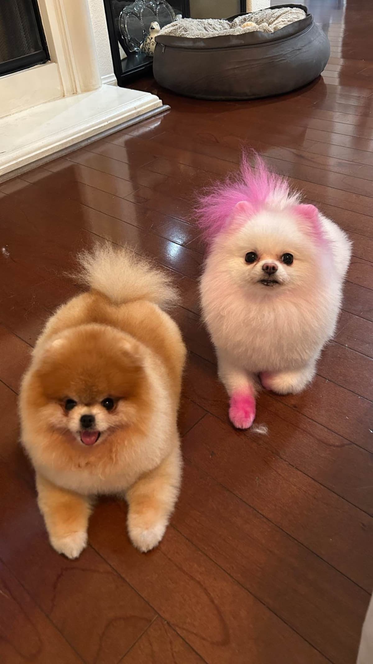 Pomeranian Puppies breeder image 3