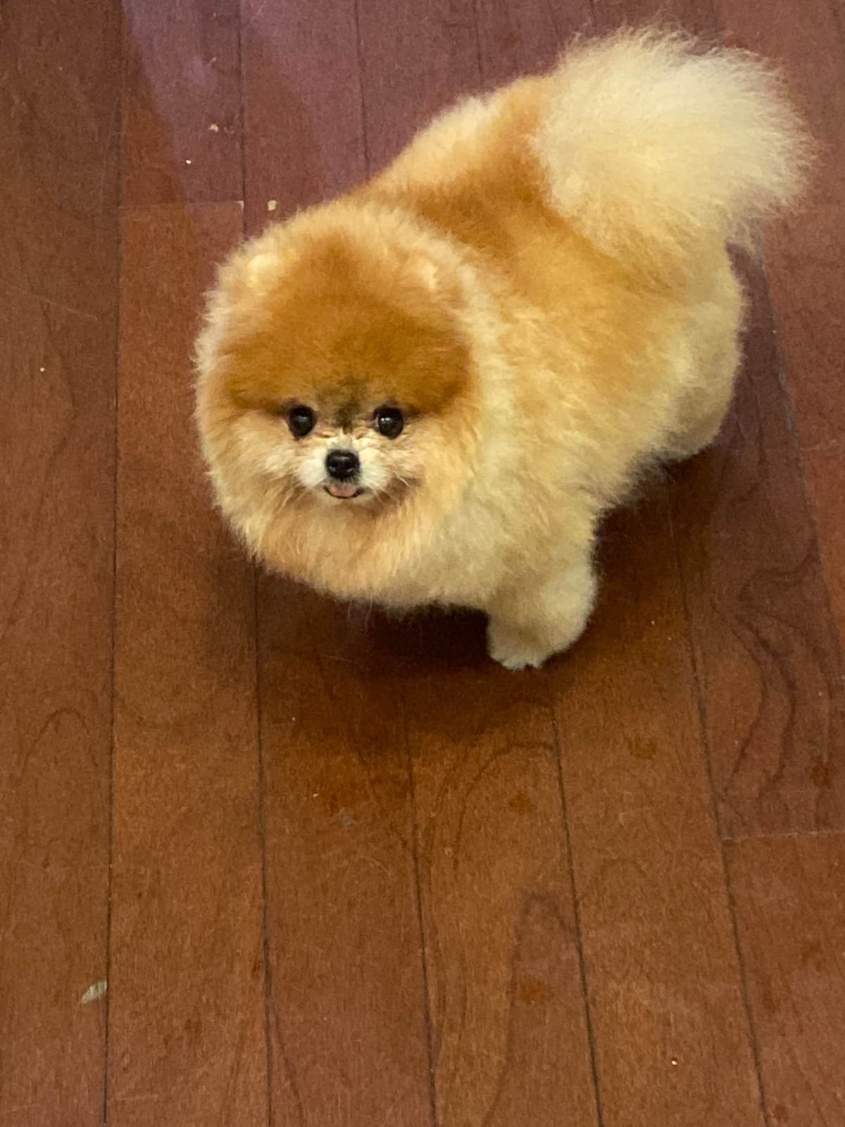 Pomeranian Puppies breeder image 4