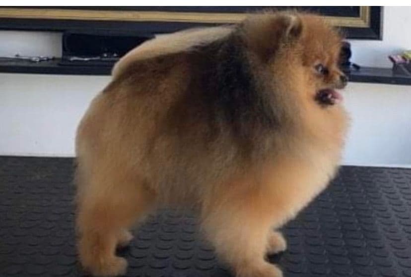 Pomeranian Puppies breeder image 7