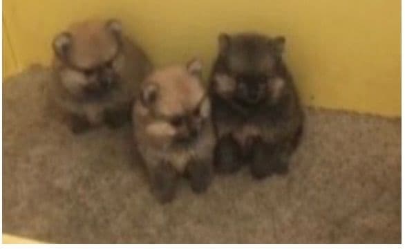 Pomeranian Puppies breeder image 8