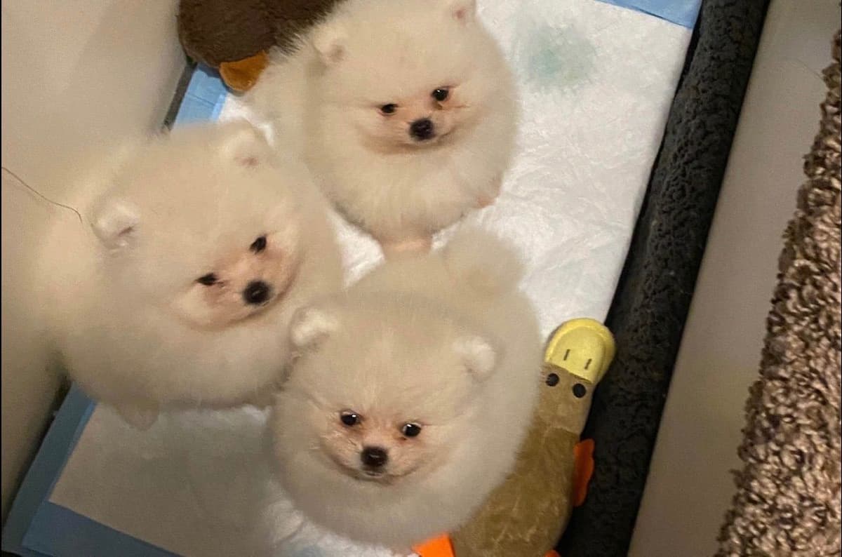 Pomeranian Puppies breeder image 9