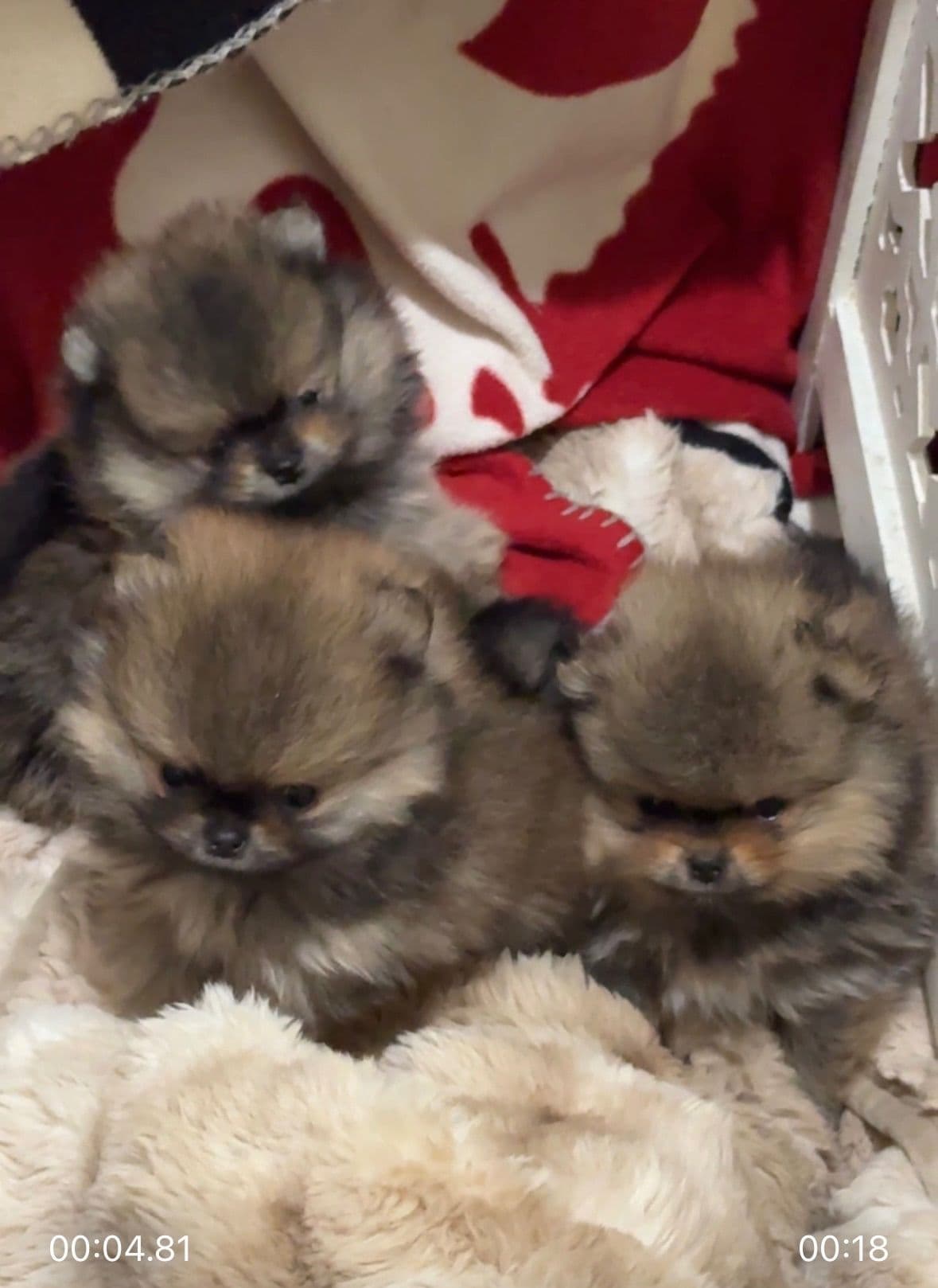 Pomeranian Puppies breeder image 10