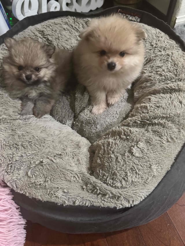 Pomeranian Puppies media 3