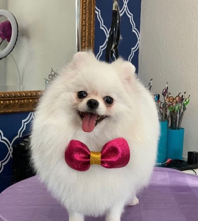 Pomeranian Puppies media 4