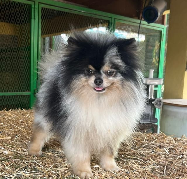 Pomeranian Puppies media 5